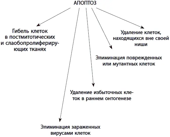 Рис 25 Функции апоптоза в индивидуальном развитии и старении Возможны - фото 54