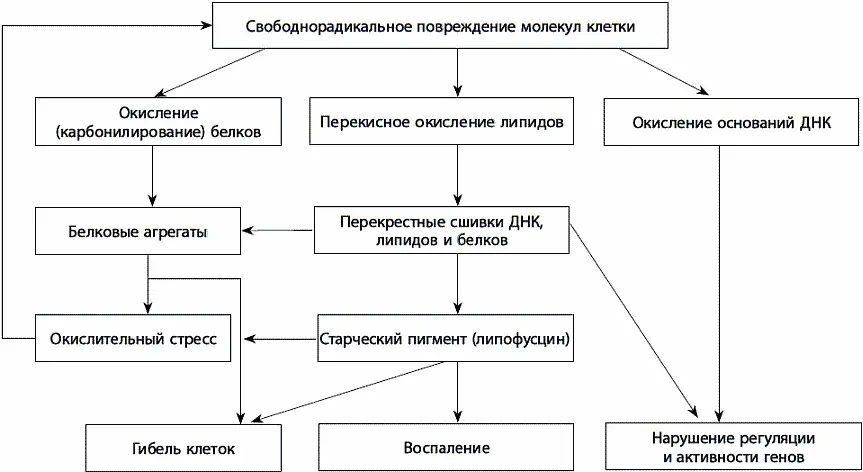 Рис 28 Последствия окислительного стресса Окислительный стресс приводит к - фото 57