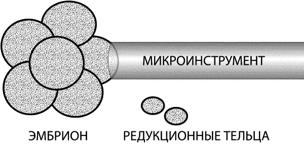 Рис 3 Забор бластомера эмбриона для преимплантационной генетической - фото 4