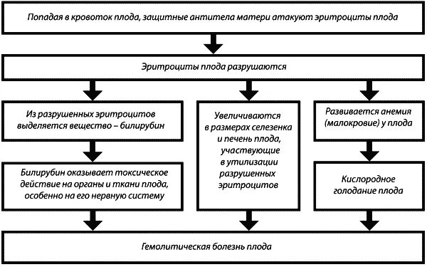 В результате описанных процессов развивается гемолитическая болезнь плода - фото 5