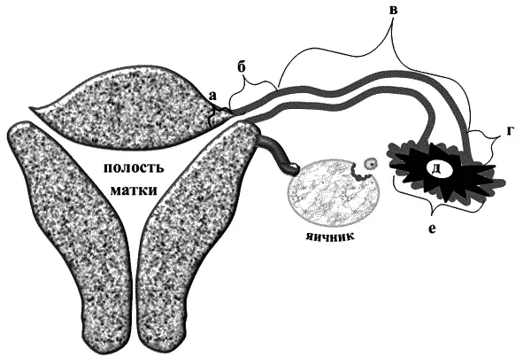 Рисунок 2 Расположение и строение яйцевода а маточная часть трубы б - фото 2