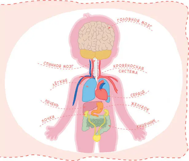 Несмотря на то что внутренние органы скрыты от наших глаз они очень важны - фото 9