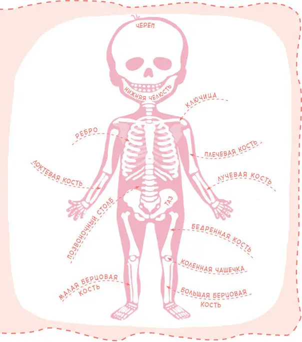 Дядя Кузя а что происходит с костями когда я расту Они растут вместе с - фото 55