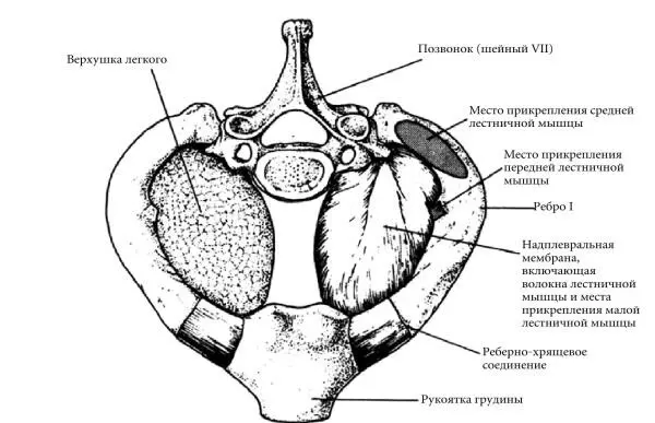 Рис 14 Места прикрепления мышц шеи используемых в конце вдоха в практике - фото 17