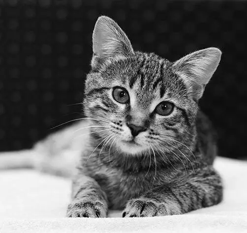 Рис 14 Кошка Кошки это первые хищники которые обзавелись лобными долями - фото 14