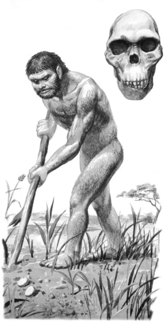 Рис 20 Homo habilis Не все ученые считают хабилисов людьми Некоторые по - фото 21