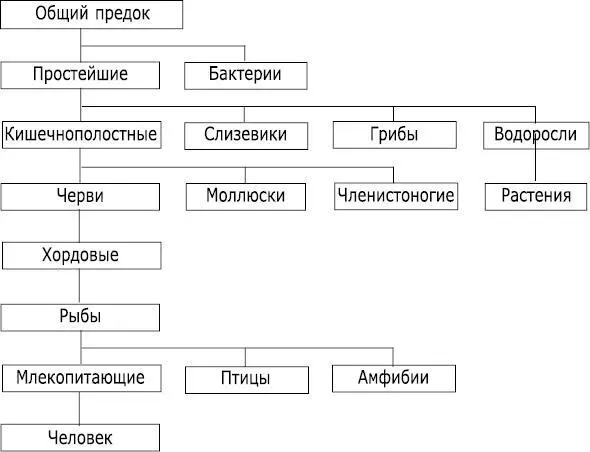 Рис 4Эволюция живых организмов Эта схема отражает наиболее крупные этапы - фото 4