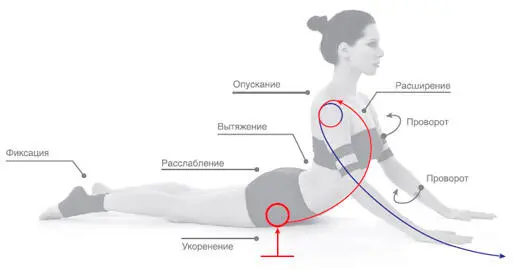 Выпрямляя руки и раскрывая грудную клетку поднимите корпус вверх Лобковая - фото 29