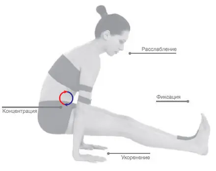 Сенсорный фокус Активация мышц живота вытяжение позвоночника вверх поднятие - фото 109
