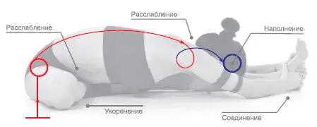 Сенсорный фокус Заземление таза волновое вытяжение позвоночника в наклоне - фото 123