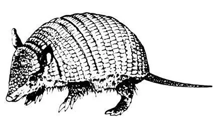 Английское armadillo броненосец в переводе с испанского означает некто - фото 83
