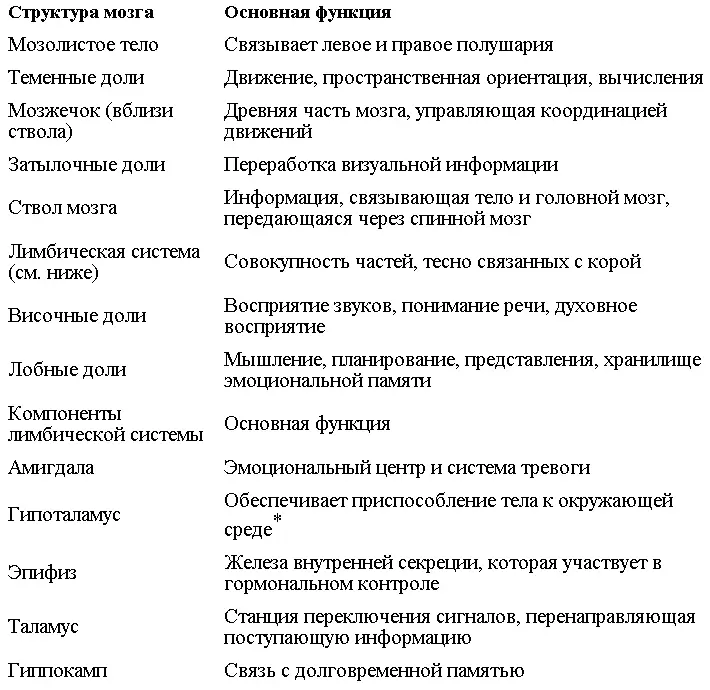 Вместе с гипофизом На два полушария неокортекса воздействует относительно - фото 11