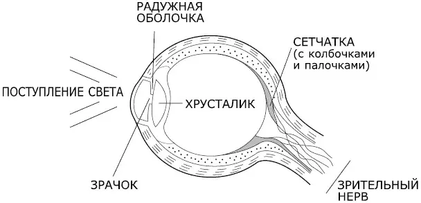 Рис 13 Радужная оболочка с помощью мышц пропускает через зрачок больше или - фото 14