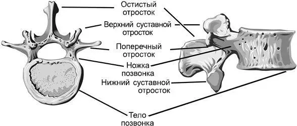 Межпозвонковый диск состоит из внешней оболочки образованной крепкими - фото 2