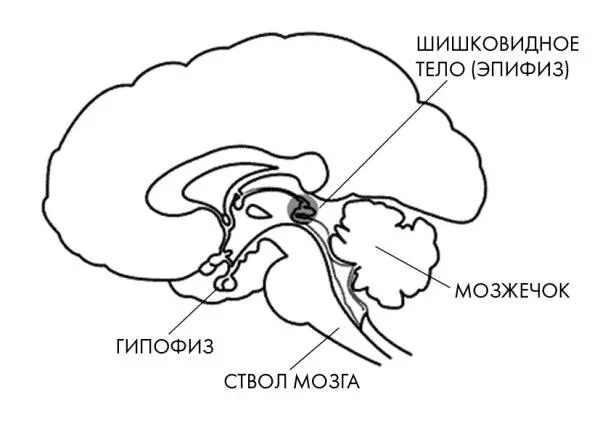 Рис 3 Гипофиз Ясновидение основано на включении некоторых областей - фото 11