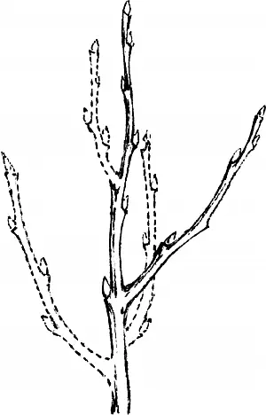 На этом и других рисунках пунктиром обозначены удаляемые части растения а - фото 10