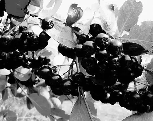 Арония черноплодная Aronia melanocarpa или как ее часто называют - фото 115