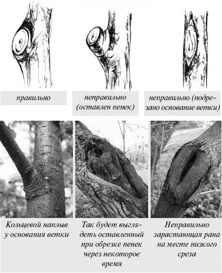 Еще важнее правильно определить место среза У основания ветвей как правило - фото 13