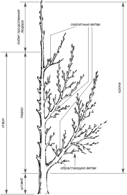 В плодоводстве принято считать ветви отходящие непосредственно от ствола - фото 40