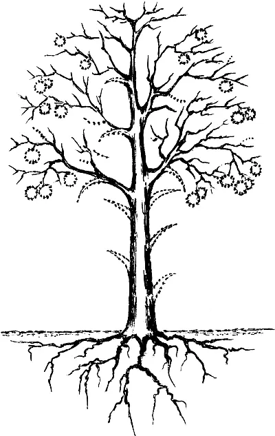 Многолетние и отмирающие части дерева обозначены пунктиром Самым долговечным - фото 42