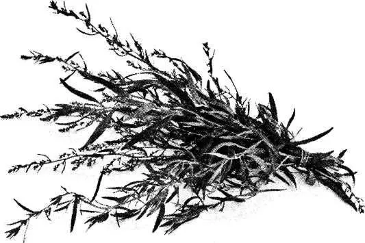 Рис 10 Эстрагон или тархун лат Artemisia Aracunculus К мнению врачей - фото 11