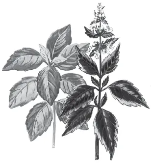 Это многолетнее пряновкусовое растение семейства губоцветные Базилик - фото 112