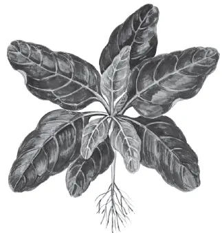 Шпинат относится к однолетним растениям семейства маревые Он так же как и - фото 115