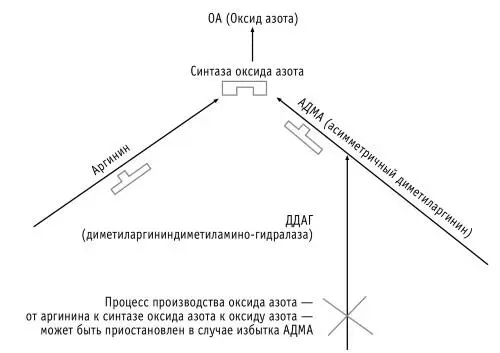 Рисунок 2 Взаимодействие Lаргинина с синтазой оксида азота С точки зрения - фото 2