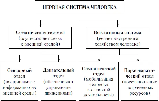 Рис 2 Функциональное устройство нервной системы человека Вегетативная - фото 6