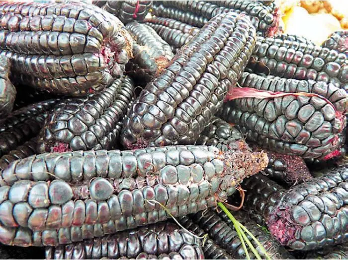 Черная кукуруза Перуанская Мама Сара Приготовление чича морада Этот - фото 15