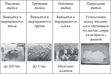 Рост численности активизируется с середины мая и начинает снижаться в начале - фото 31