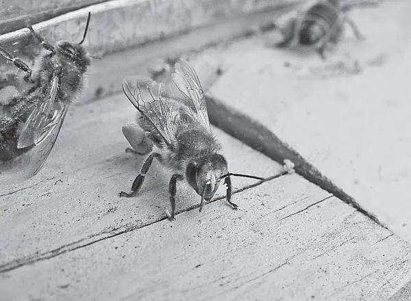 Развитие рабочей пчелы продолжается 21 день Из снесенного маткой яйца через - фото 33