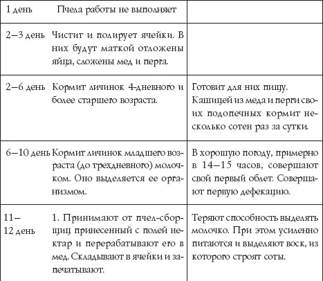 По другим источникам Весной и осенью пчелы живут от 7 до 8 недель зимой от 5 - фото 34