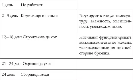 Весной и осенью пчелы живут от 7 до 8 недель зимой от 5 иногда до 89 месяцев - фото 36