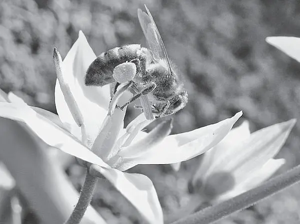 Строение пчелы Пчела только с высоты человеческого высокомерия кажется - фото 37
