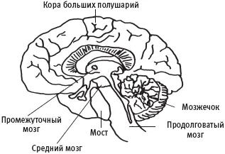 Мозг человека Ползание на животе и передвижение на четвереньках необходимые - фото 8