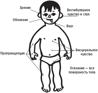 Восприятие сенсорной информации Вестибулярное чувство Вестибулярная система - фото 10