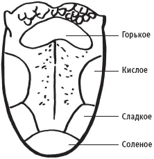 Вкусовые зоны языка Кормление ребенка с аутизмом часто представляет собой - фото 16