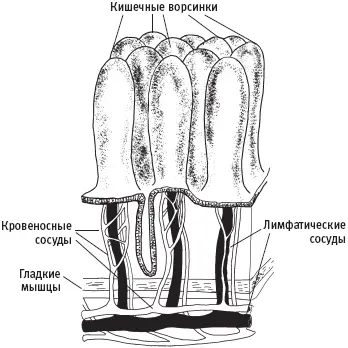 Строение кишечных ворсинок Возможные проблемы Если по какойто причине - фото 19