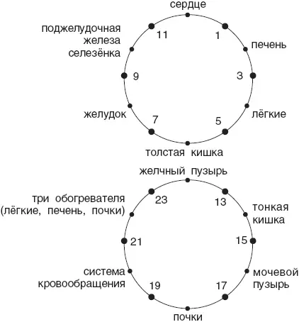 Биологические ритмы свойственны не только отдельным органам но и человеку в - фото 1