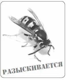 Латинское названиеVespula vulgaris Активный периодАпрельоктябрь - фото 222