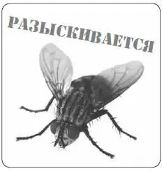 МУХА КОМНАТНАЯ ОБЫКНОВЕННАЯ Латинское названиеMusca domestica Активный - фото 223