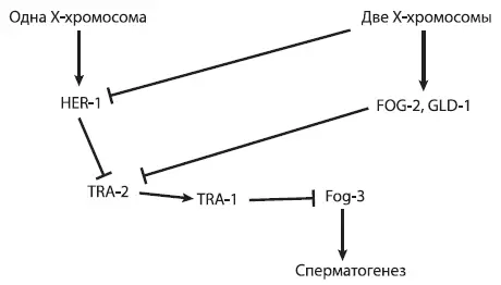 Схема регуляции развития пола у нематоды C elegans у которой вместо самок - фото 10
