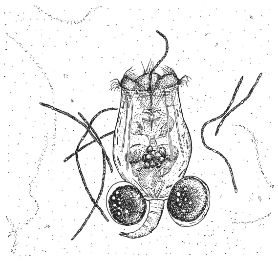 Коловратка Brachionus calyciflorus поедает колонию нитчатых цианобактерий - фото 12