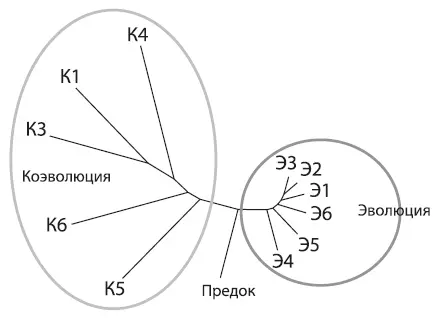 Длины ветвей на этой дендрограмме отражают величину генетических различий между - фото 25