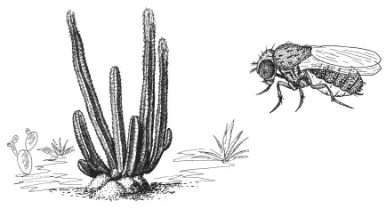 Кактус Lophocereus schottii и муха Drosophila pachea которая не может без - фото 29