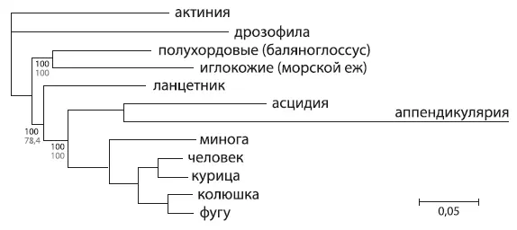 Эволюционное дерево вторичноротых основанное на последовательностях 1090 - фото 34