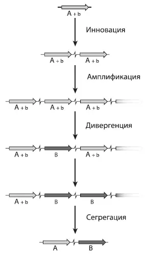 Образование нового гена по схеме инновация амплификация дивергенция - фото 35