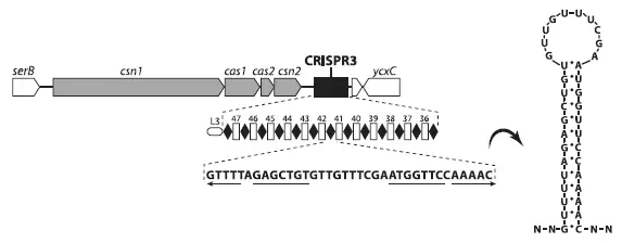 Схема одного из двух локусов Streptococcus thermophilus содержащих CRISPR и - фото 37