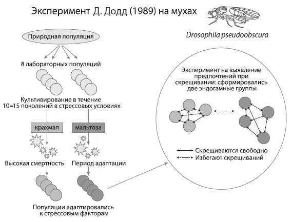 Схема эксперимента Додд 1989 Мухи Drosophila pseudoobscura в течение - фото 44